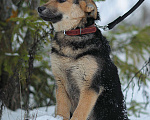 Собаки в Москве: Щенок из приюта Вики Девочка, Бесплатно - фото 5