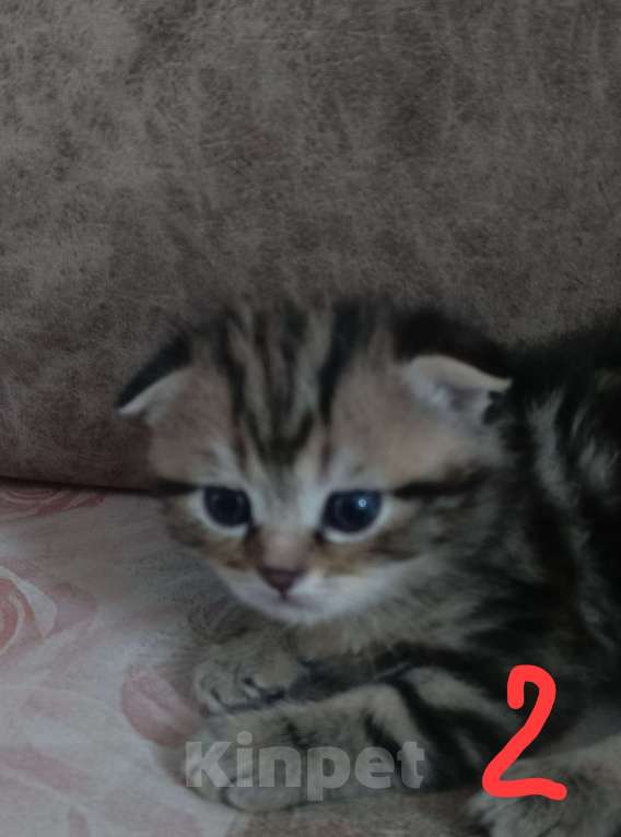 Кошки в Оренбурге: Шотландский вислоухий котенок  Мальчик, 10 000 руб. - фото 1