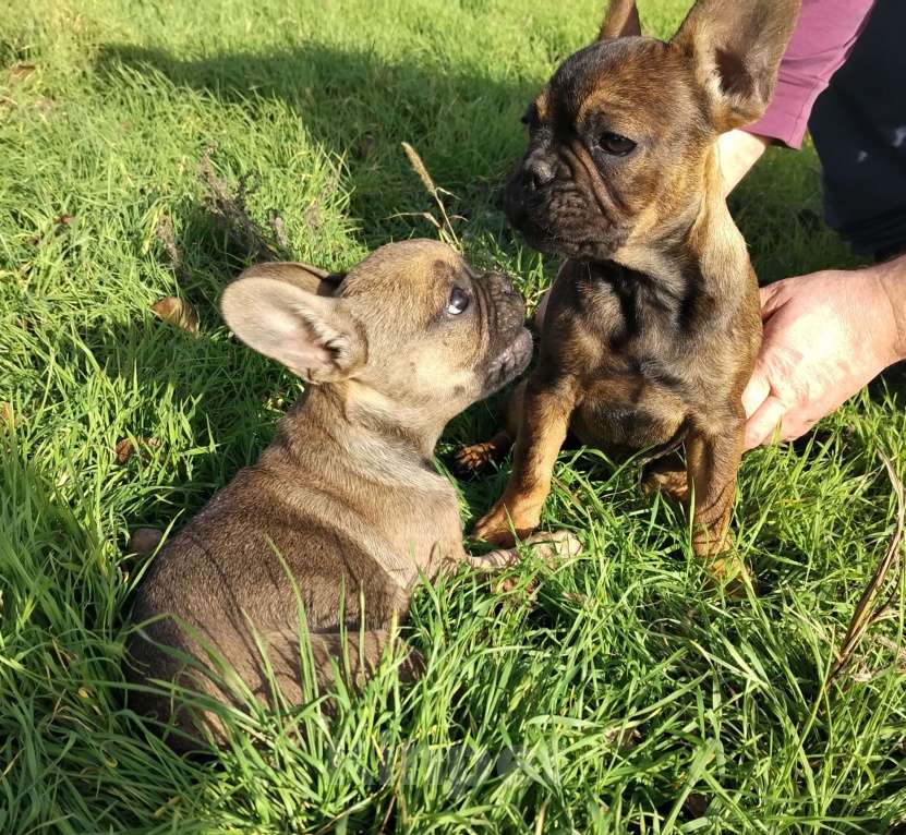 Собаки в других городах Краснодарского края: Щенки французского бульдога  Мальчик, 15 000 руб. - фото 4