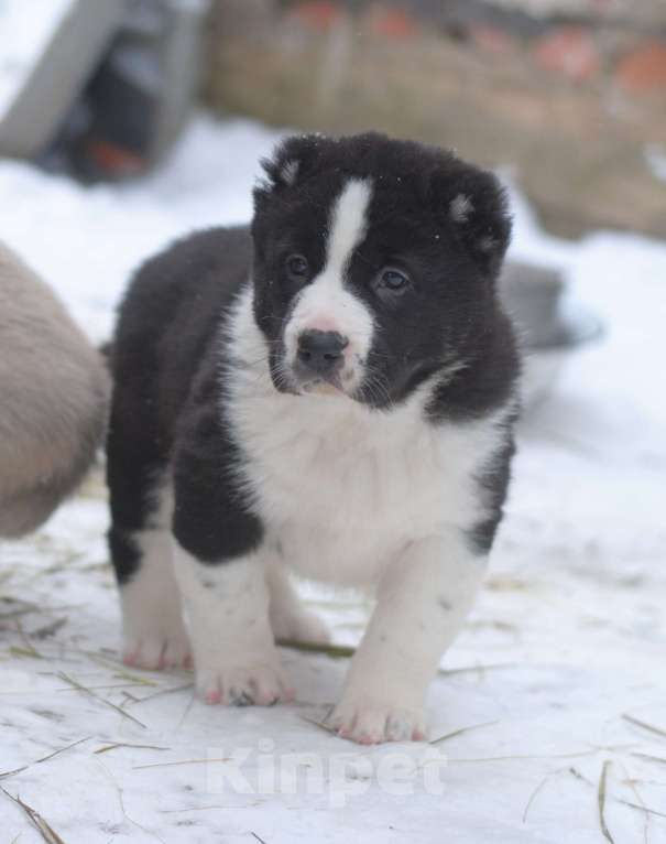 Собаки в Саратове: Чёрная девочка САО Девочка, Бесплатно - фото 1