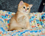 Кошки в Краснодаре: Золотая британская девочка Девочка, 30 000 руб. - фото 2