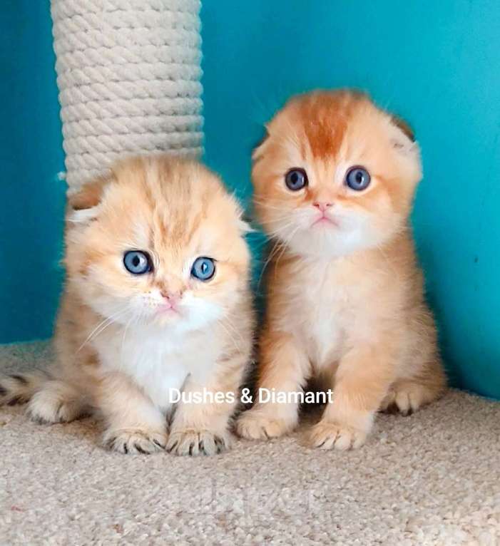 Кошки в Москве: Породистые золотые шотландцы Разнополые, 25 000 руб. - фото 1