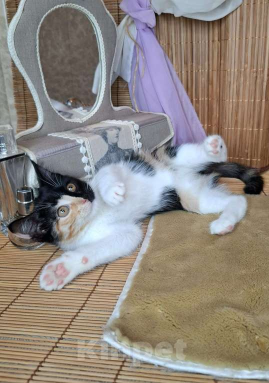 Кошки в Москве: Котёнок-химера в добрые руки Девочка, Бесплатно - фото 9