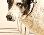 Собаки в Химках: Умка метис ищет дом Мальчик, Бесплатно - фото 8