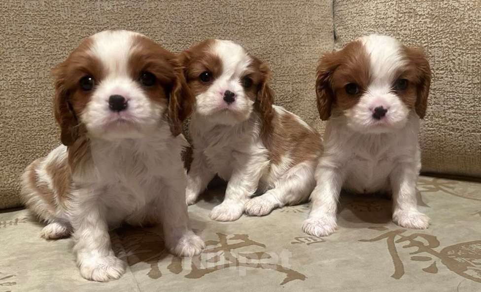 Собаки в Москве: Кавалер Кинг Чарльз спаниель 2 мес Мальчик, 90 000 руб. - фото 2