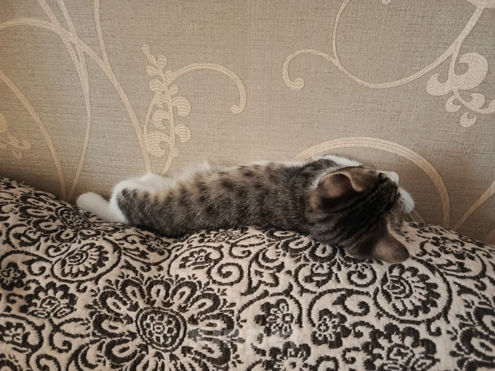 Кошки в Новороссийске: Котёнок в добрые руки Девочка, Бесплатно - фото 4