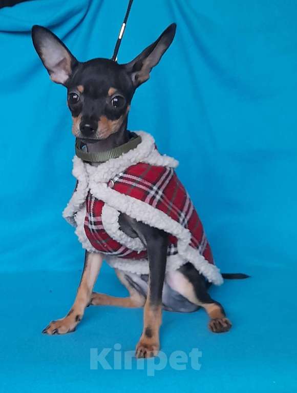 Собаки в Екатеринбурге: Щенки русского тоя гладкошёрстного Мальчик, 25 000 руб. - фото 3