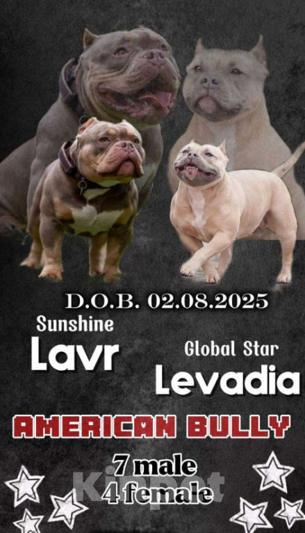 Собаки в Санкт-Петербурге: Щенок американского булии sm_bully Maffin Мальчик, 100 000 руб. - фото 3