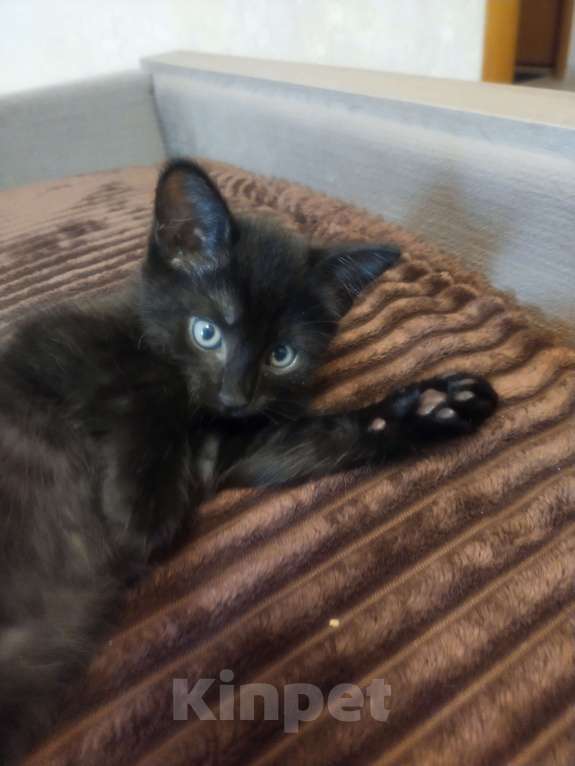 Кошки в Балашихе: Котик в добрые руки  Мальчик, Бесплатно - фото 3