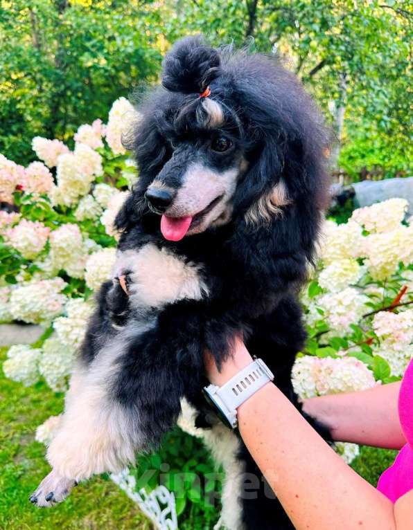 Собаки в Москве: Подрощенный кобелек, красавчик черно-подпалого окраса Мальчик, Бесплатно - фото 3