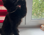 Кошки в Дубне: Котёнок мейн-кун Девочка, 15 000 руб. - фото 3