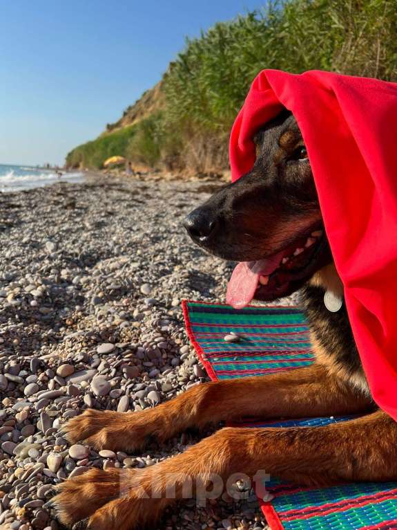 Собаки в Москве: Гермес. Собака для частного дома Мальчик, Бесплатно - фото 4