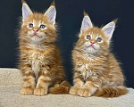 Кошки в Екатеринбурге: Красные мраморные мальчики Мальчик, 50 000 руб. - фото 2