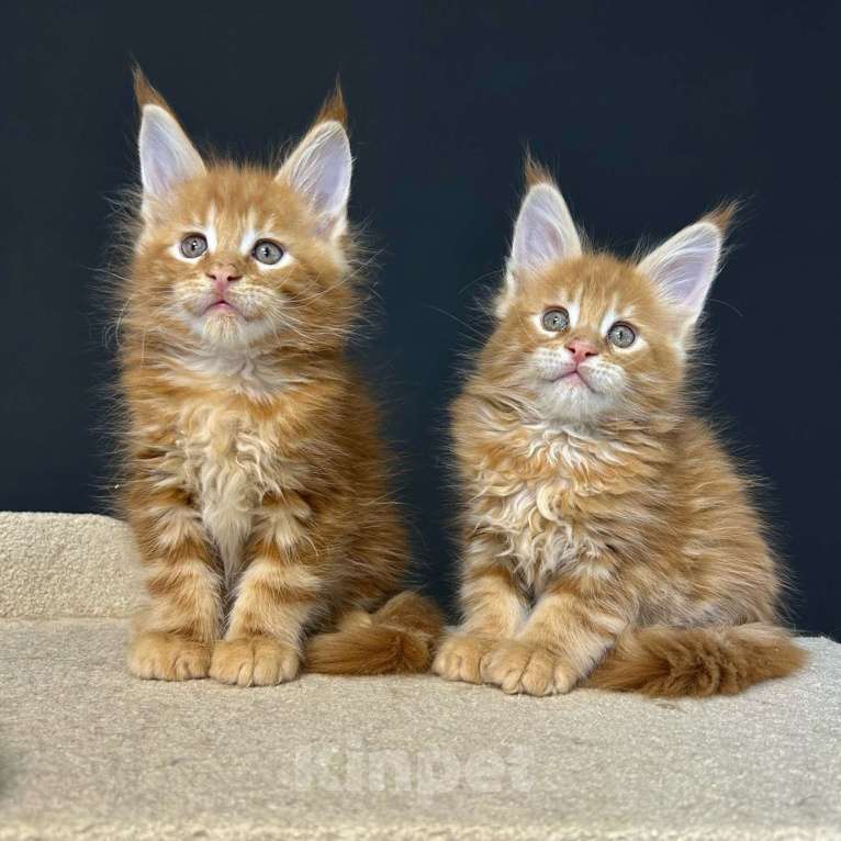 Кошки в Екатеринбурге: Красные мраморные мальчики Мальчик, 50 000 руб. - фото 2