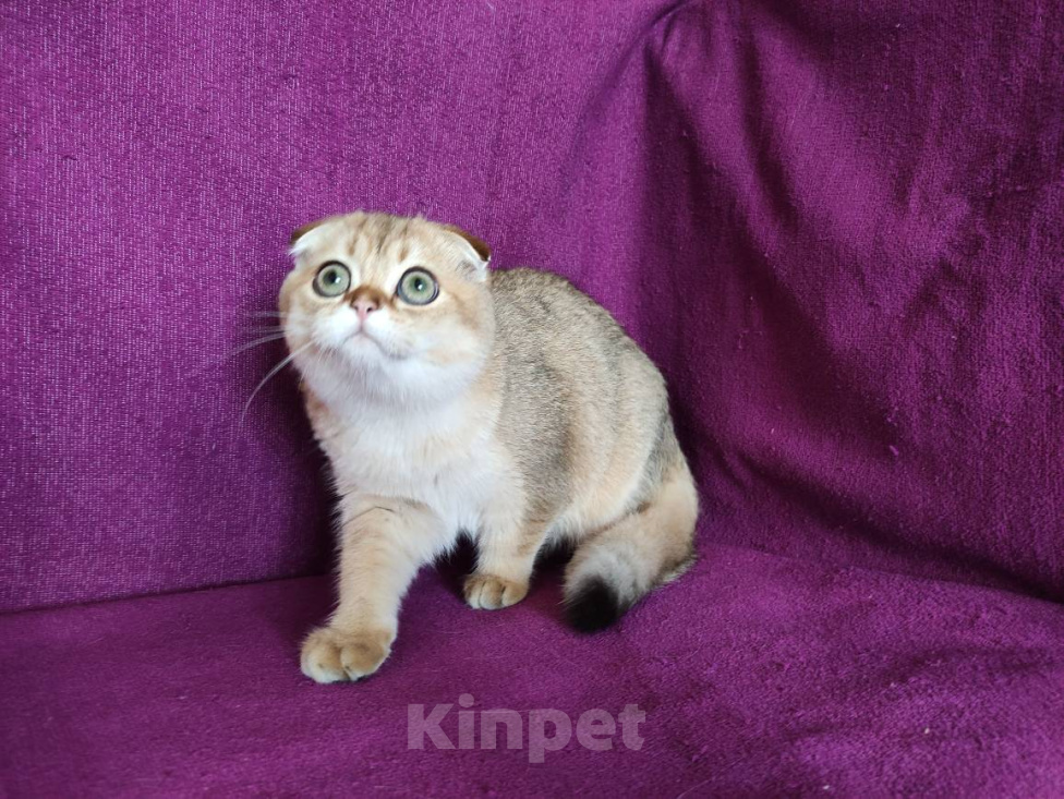 Кошки в Москве: Золотой вислоухмй котик Мальчик, 23 000 руб. - фото 3