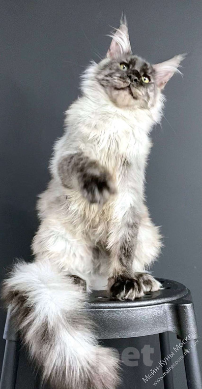 Кошки в Москве: Черный дым (ns) - шикарный парень Мальчик, 135 000 руб. - фото 2