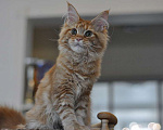 Кошки в Одинцово: Рыжее совершенство Девочка, 30 000 руб. - фото 6