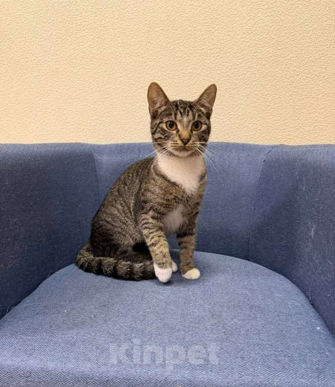 Кошки в Москве: котенок Барс ищет дом Мальчик, Бесплатно - фото 7