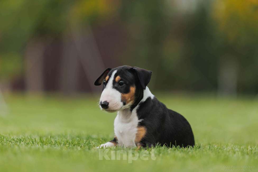 Собаки в Волжском: Стандартная булочка Девочка, 80 руб. - фото 2
