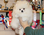 Собаки в Москве: Супер пушистик шпица Мальчик, 75 000 руб. - фото 1