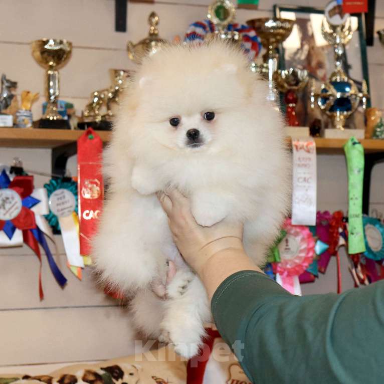 Собаки в Москве: Супер пушистик шпица Мальчик, 75 000 руб. - фото 1