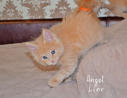 Кошечка мейн-кун, рыжее солнышко