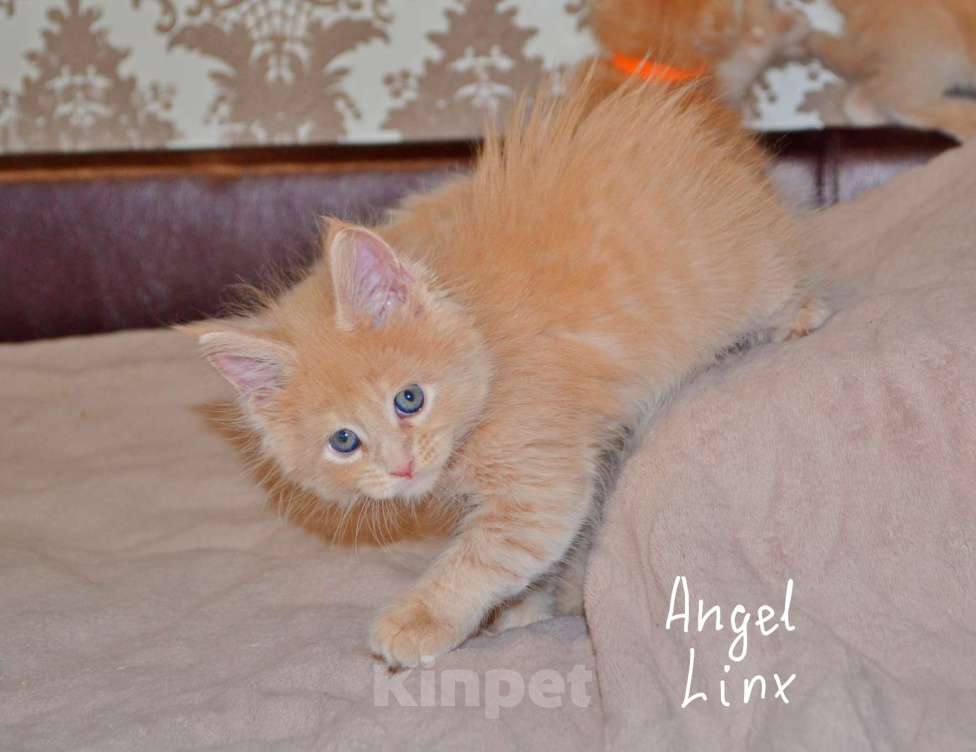 Кошки в Москве: Кошечка мейн-кун, рыжее солнышко Девочка, 25 000 руб. - фото 1