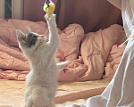 Кошки в Севастополе: Котенок ищет дом Девочка, Бесплатно - фото 2