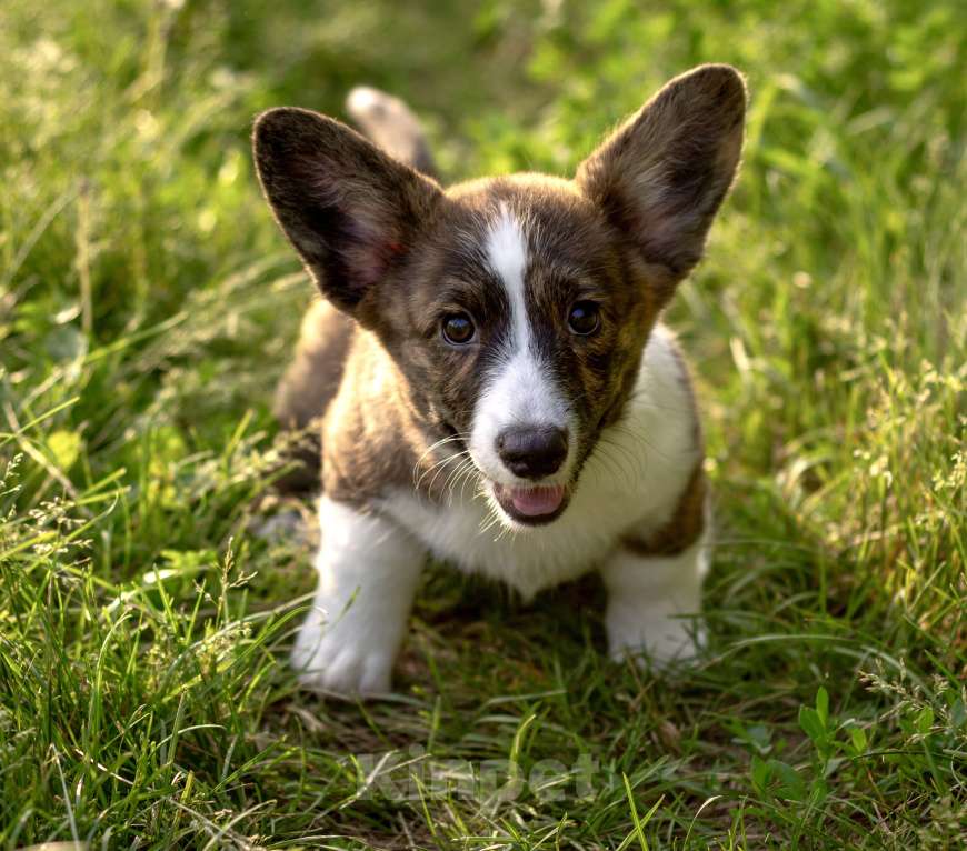 Собаки в Кемерово: Девочка вельш корги кардиган Девочка, 60 000 руб. - фото 9