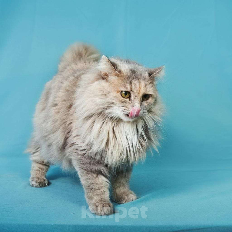 Кошки в Москве: Роскошная кошка Росинка ищет любящую семью Девочка, Бесплатно - фото 2