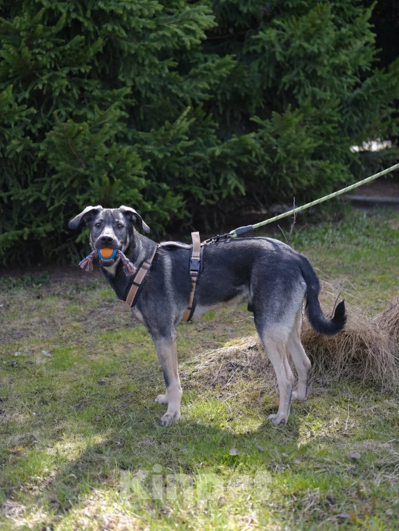Собаки в Москве: Щенок Кай в добрые руки Мальчик, Бесплатно - фото 1