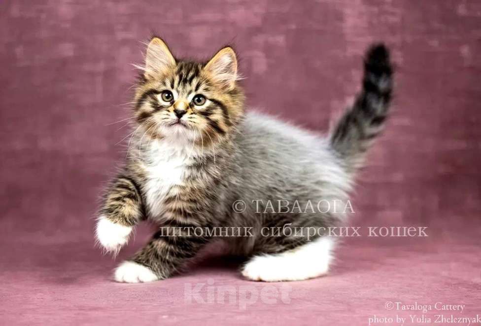 Кошки в Москве: Сибирский котёнок Улан из профессионального питомника Мальчик, Бесплатно - фото 1