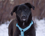 Собаки в Москве: Нежный и самый ласковый Уинтер в добрые руки Мальчик, Бесплатно - фото 1