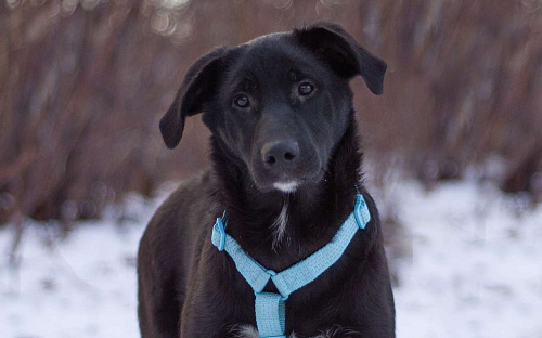 Нежный и самый ласковый Уинтер в добрые руки