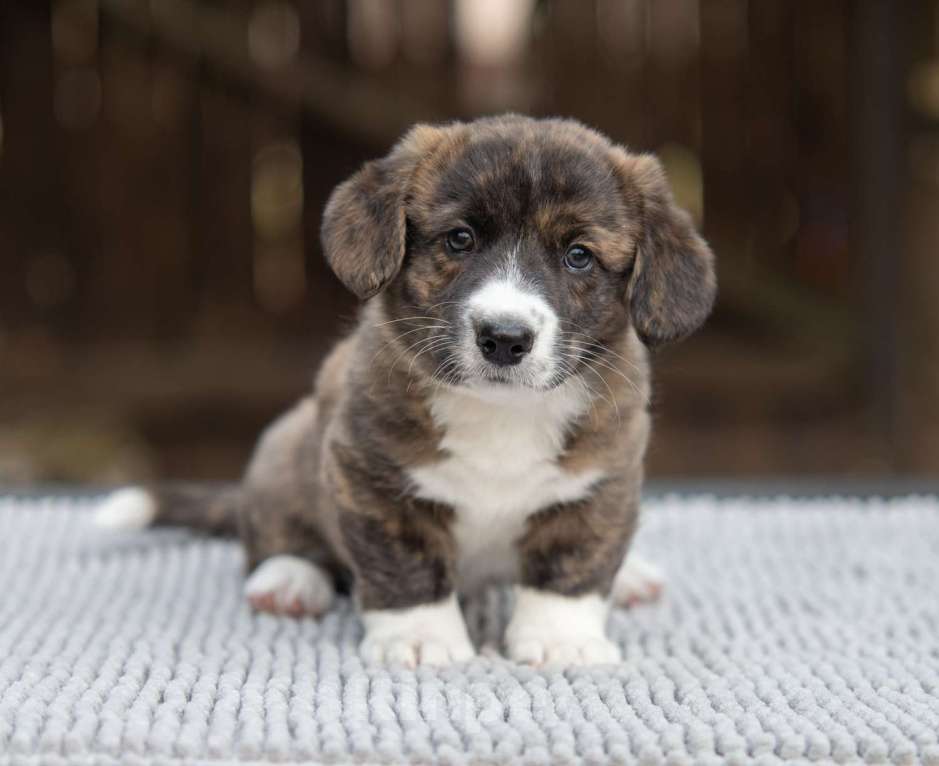 Собаки в других городах Московской области: Кардиган вельш корги Мальчик, Бесплатно - фото 2