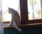 Кошки в Юрьеве-Польском: Ищут дом Девочка, Бесплатно - фото 1
