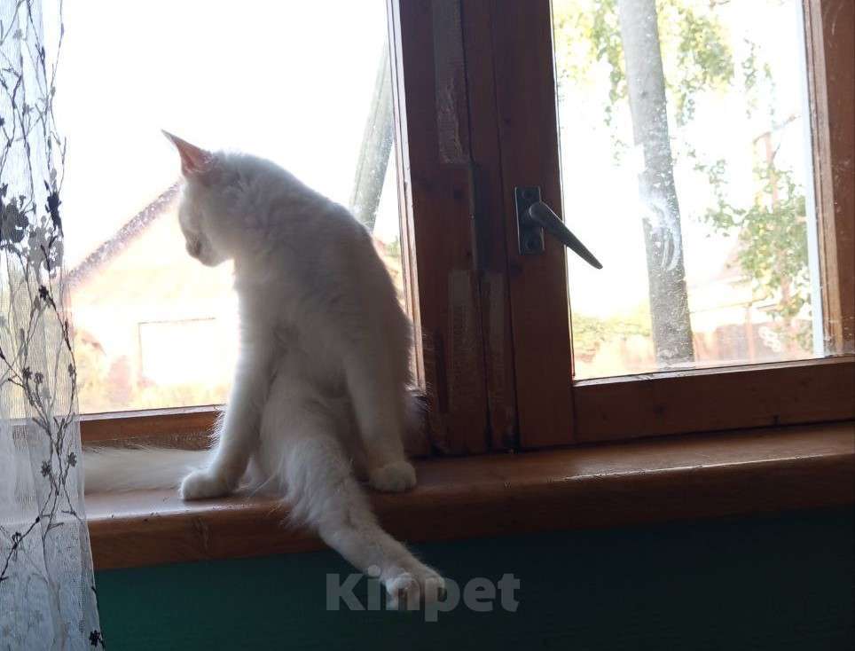 Кошки в Юрьеве-Польском: Ищут дом Девочка, Бесплатно - фото 1