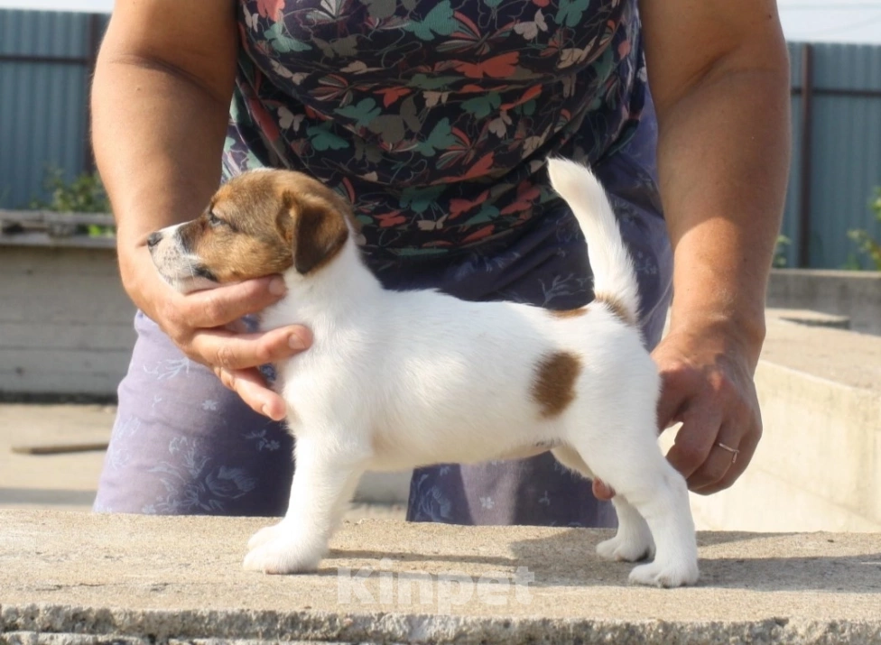 Собаки в Всеволожске: ММ ПЕРСЕФОНА Девочка, 40 000 руб. - фото 3