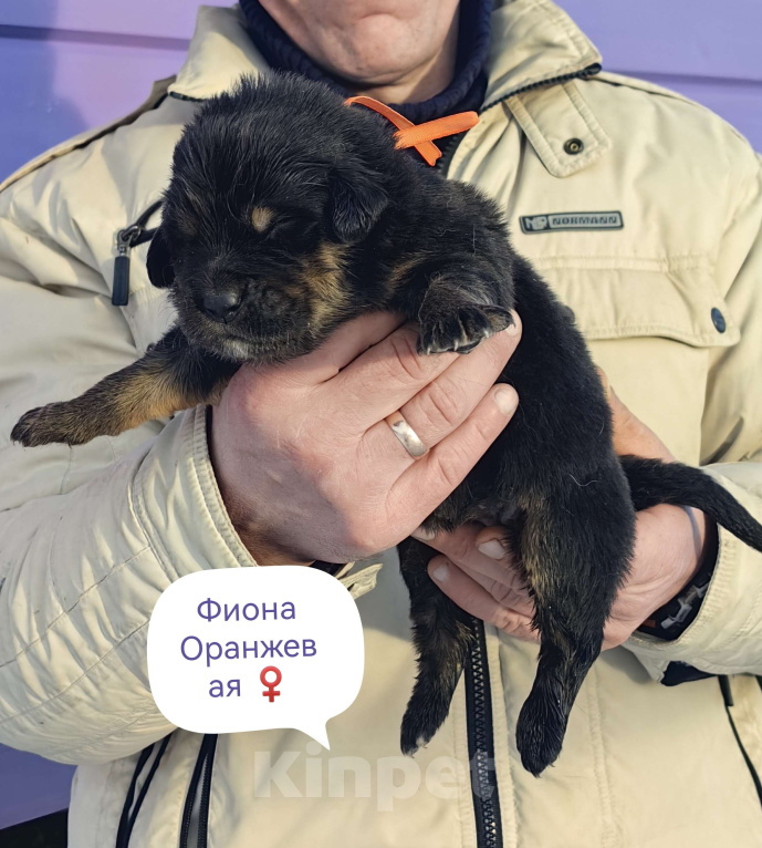 Собаки в Санкт-Петербурге: Щенки Банхара  Девочка, 95 000 руб. - фото 1