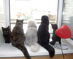 Кошки в Дмитрове: Британские кошки в добрые руки, Бесплатно - фото 1