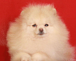 Собаки в Химках: померанский шпиц для вязки, 5 000 руб. - фото 2