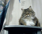 Кошки в Ливны: Пушистая красавица Лиза хочет быть единственной, Бесплатно - фото 6