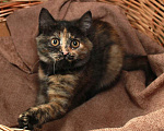 Кошки в Калуге: Фрося — все цвета осени. Котенок 2,5 мес в добрые руки. Девочка, Бесплатно - фото 5