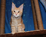 Кошки в Саратове: Кошечки мейн-кун Девочка, 12 000 руб. - фото 2