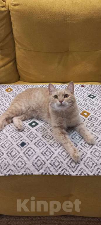 Кошки в Ставрополе: Потерялся член семьи Мальчик, 5 000 руб. - фото 1