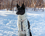 Собаки в Москве: Черно-белый рысак Энцо, 2 года.  Мальчик, Бесплатно - фото 3