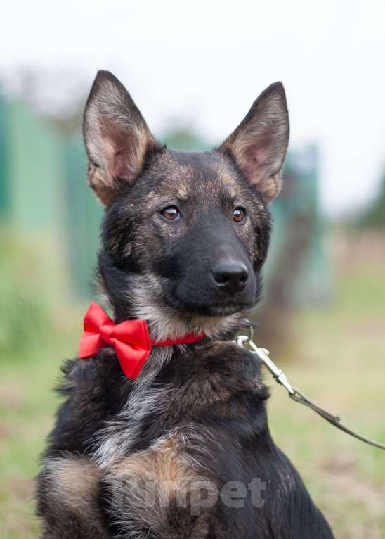 Собаки в других городах Владимирской области: Удивительный щенок Курт мечтает о доме и любящей семье! Мальчик, Бесплатно - фото 10