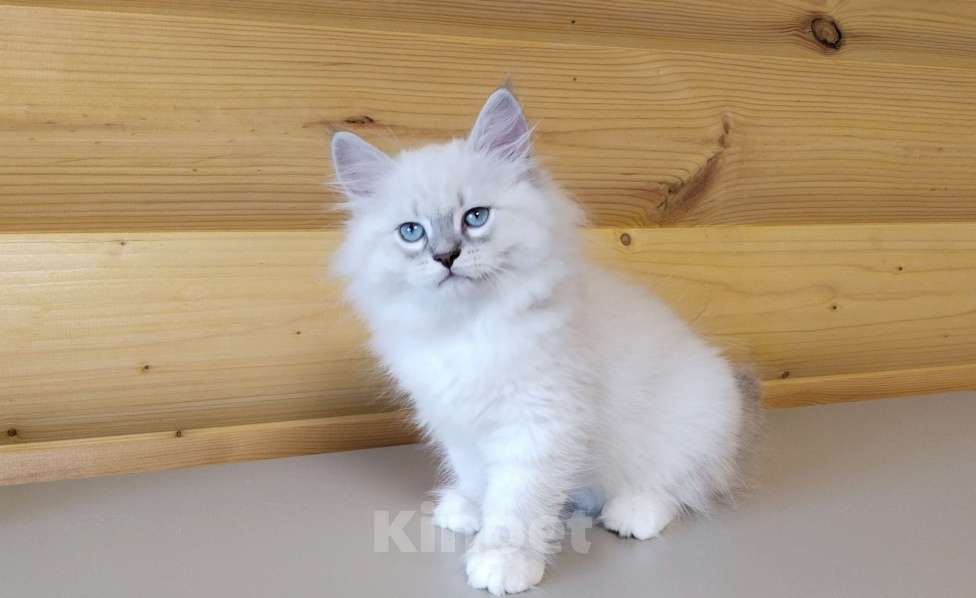 Кошки в Санкт-Петербурге: Невские маскарадные котята Мальчик, 50 000 руб. - фото 7