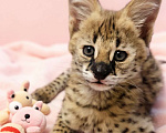 Кошки в Тюмени: Котята Саванна ф1 Девочка, 260 000 руб. - фото 1