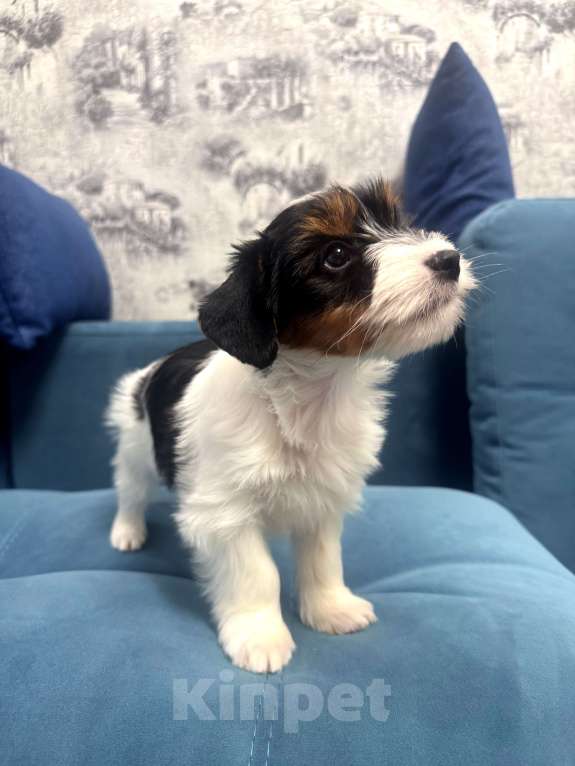 Собаки в Омске: Бивер-йоркширский терьер, щенок девочка Девочка, 60 000 руб. - фото 2